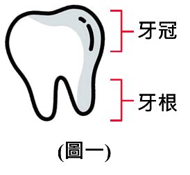 掉下來的牙齒|牙齒意外脫落之照護